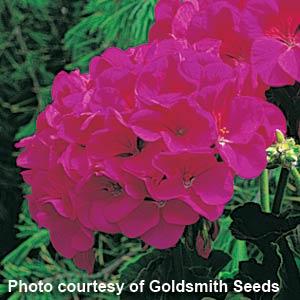 GERANIUM MAVERICK VIOLETTO NR.1000 SEMI